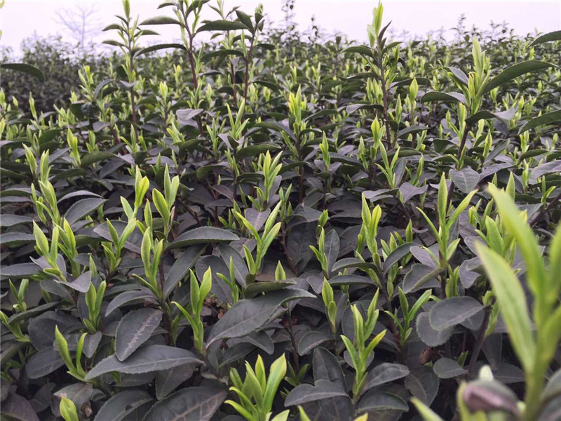 蒙頂高山茶芽